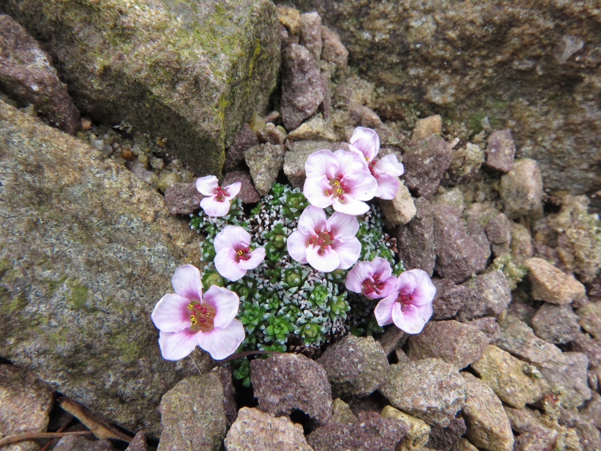 Saxifraga sp DEBU 897