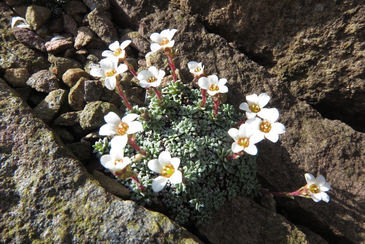 Saxifraga sp Debu 20/12/1