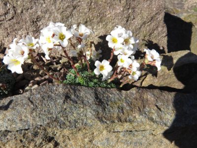 Saxifraga sp Dolpho white