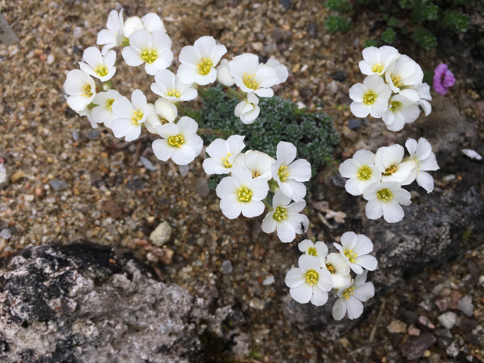 Saxifraga sp Nepal