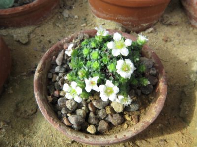 Saxifraga sp SEP 022