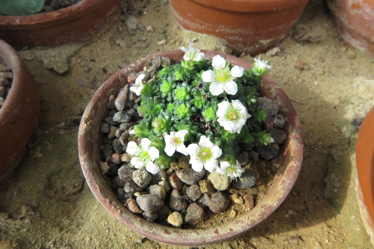 Saxifraga sp SEP 022