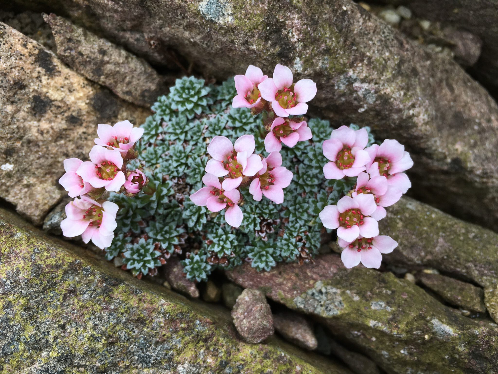 Saxifraga sp debu 01/12/32