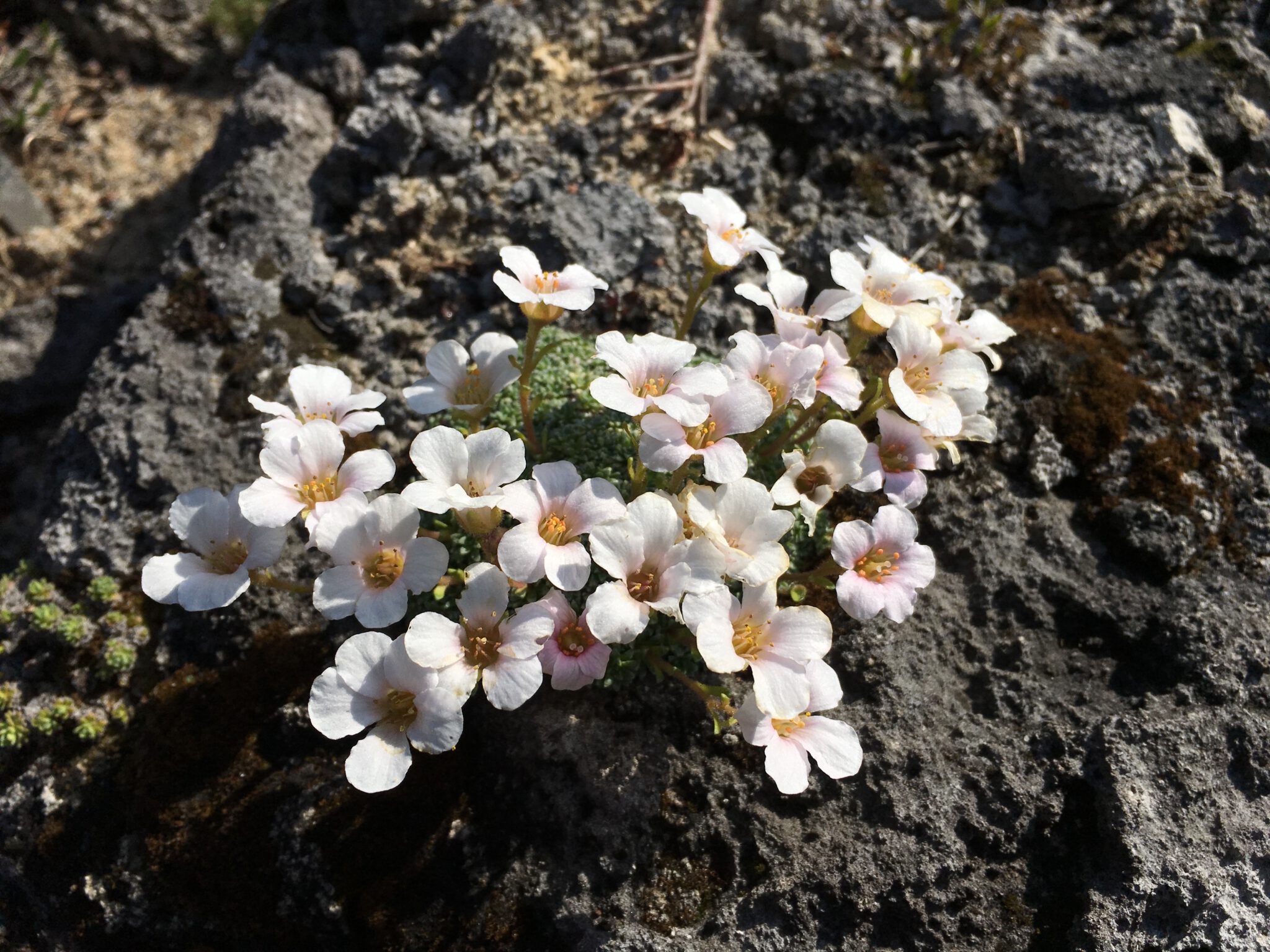 Saxifraga ungicularis