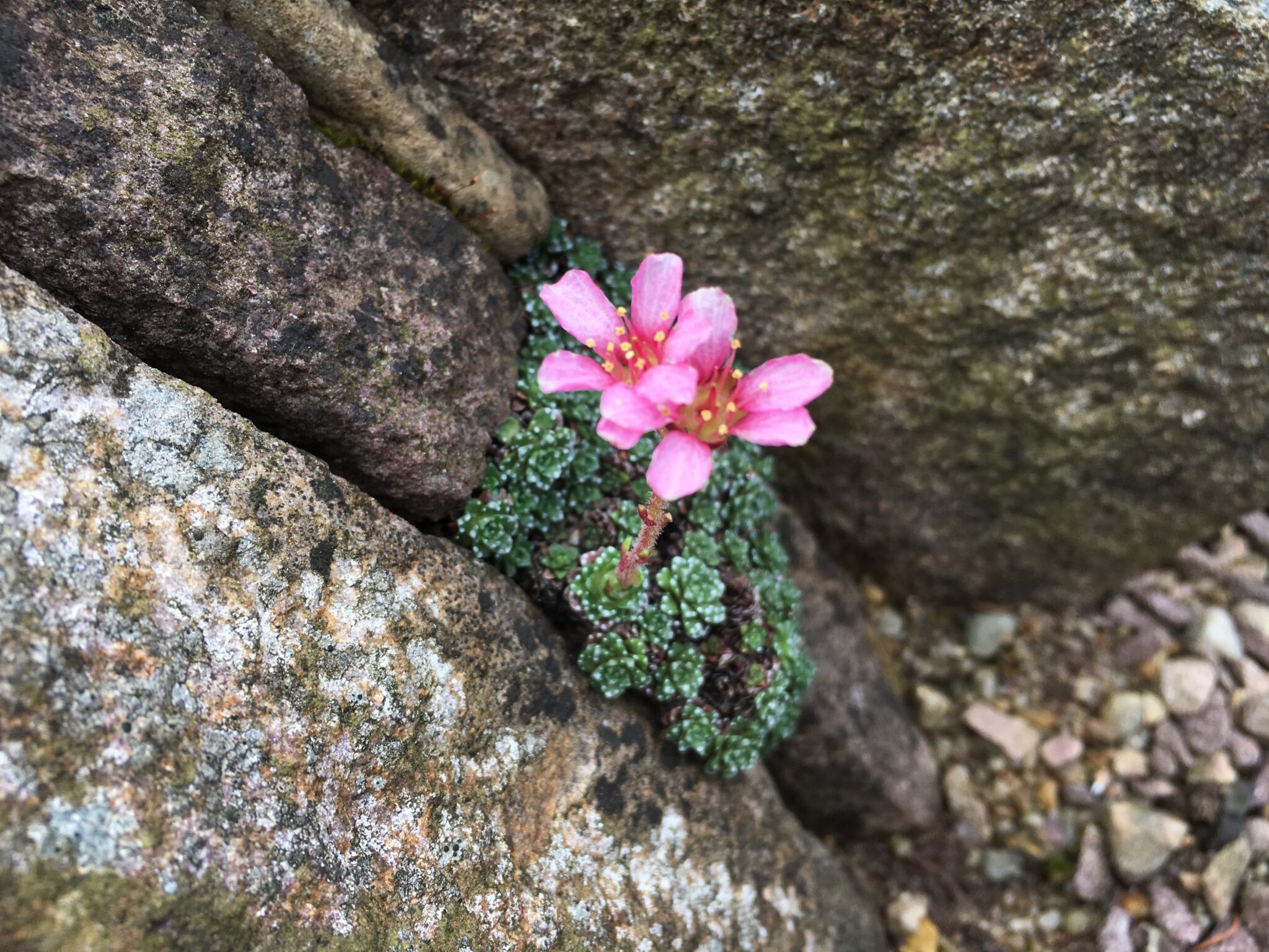 Saxifraga wendelboi GS8