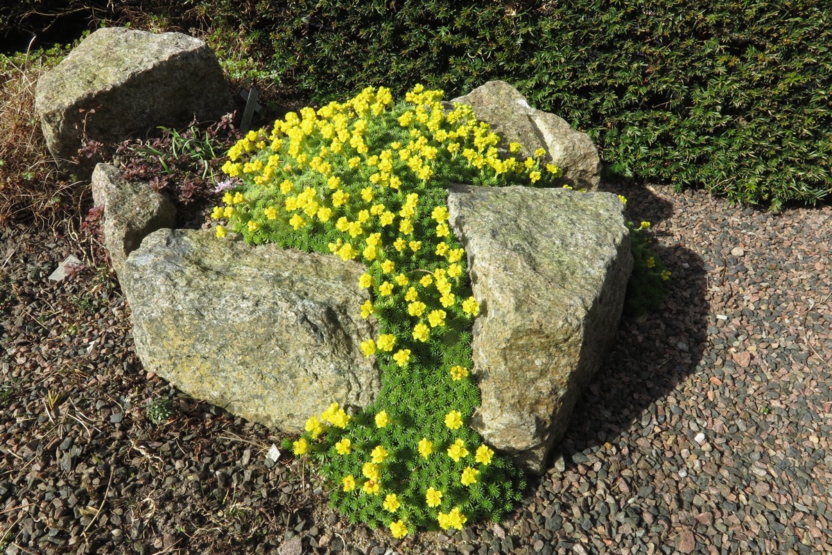 Saxifraga x haagii