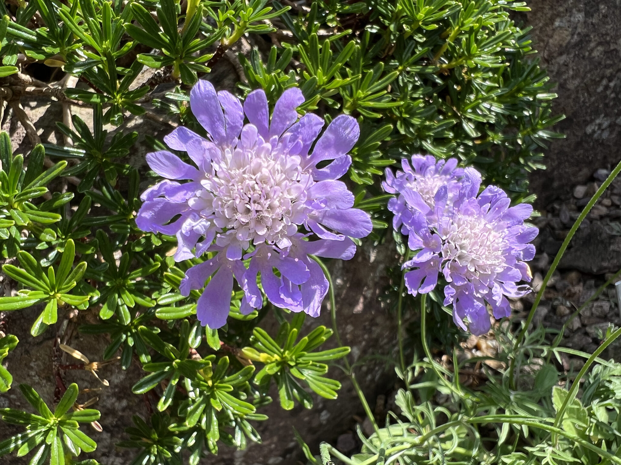 Scabiosa columbaria nana