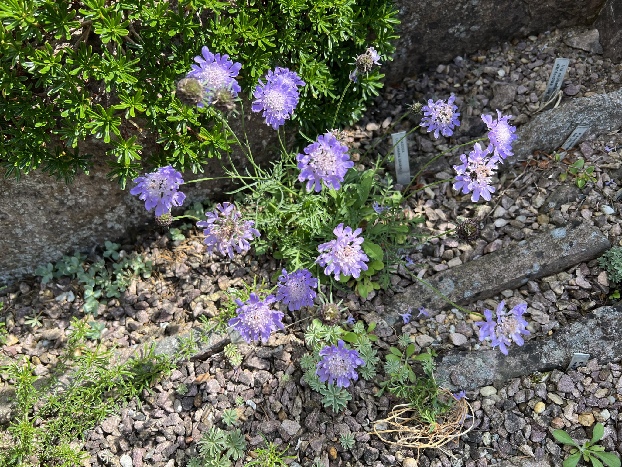 Scabiosa columbaria nana