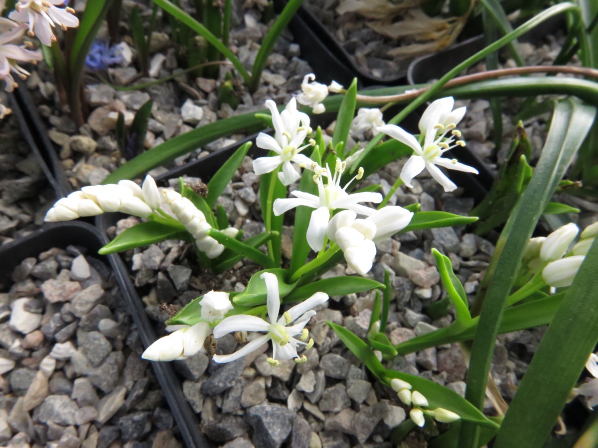 Scilla bifolia alba