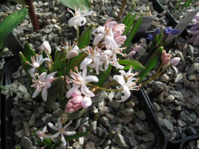 Scilla bifolia rosea eb