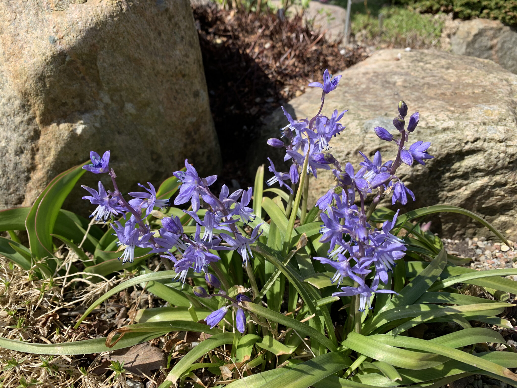 Scilla greilheuberi