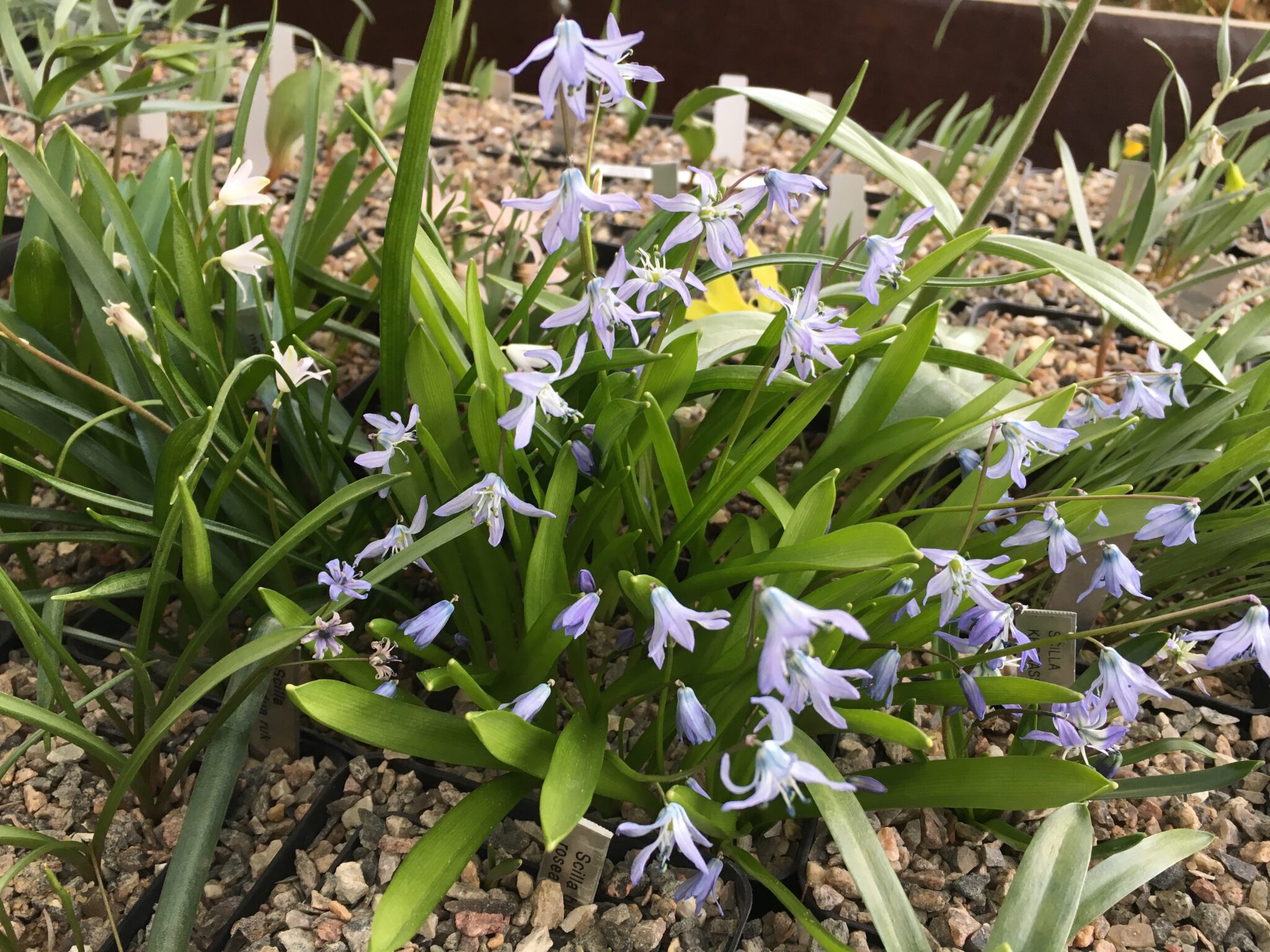 Scilla mesopotanica