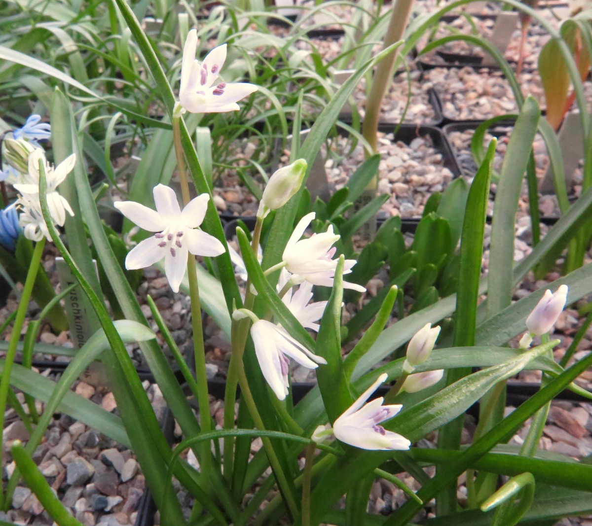 Scilla morrisii