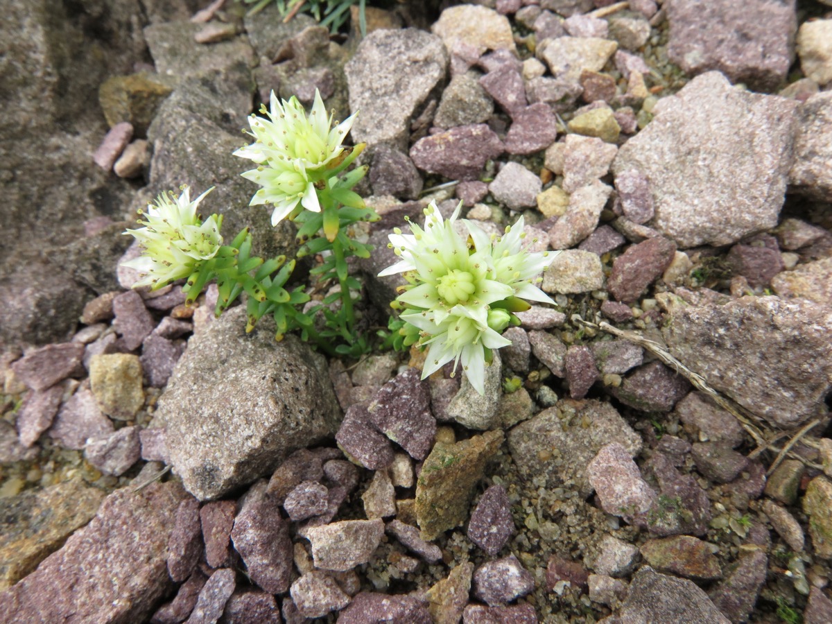 Sedum amabile