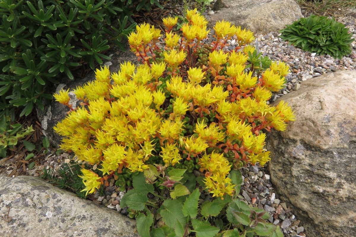 Sedum oreganum alpl