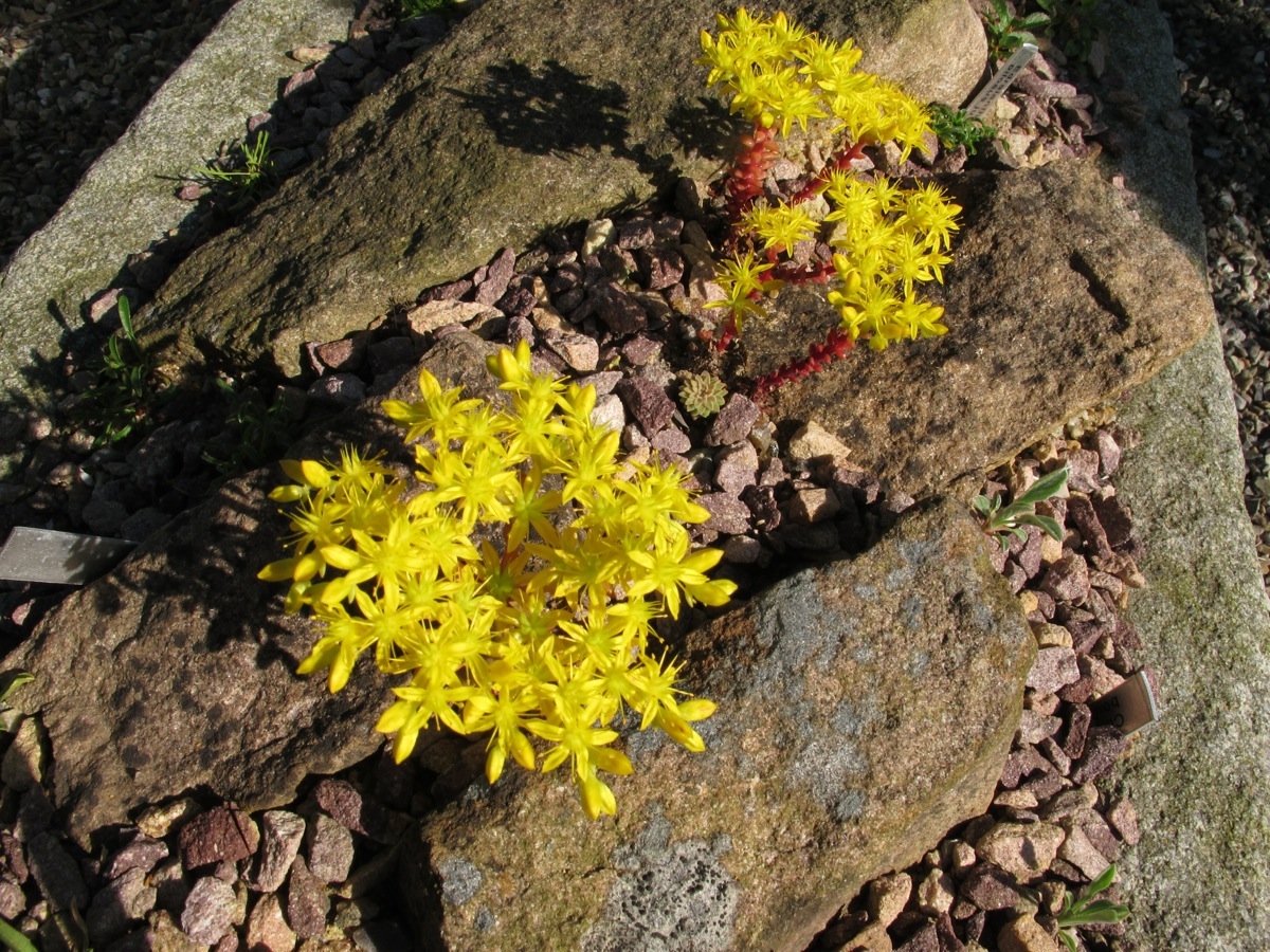 Sedum valens