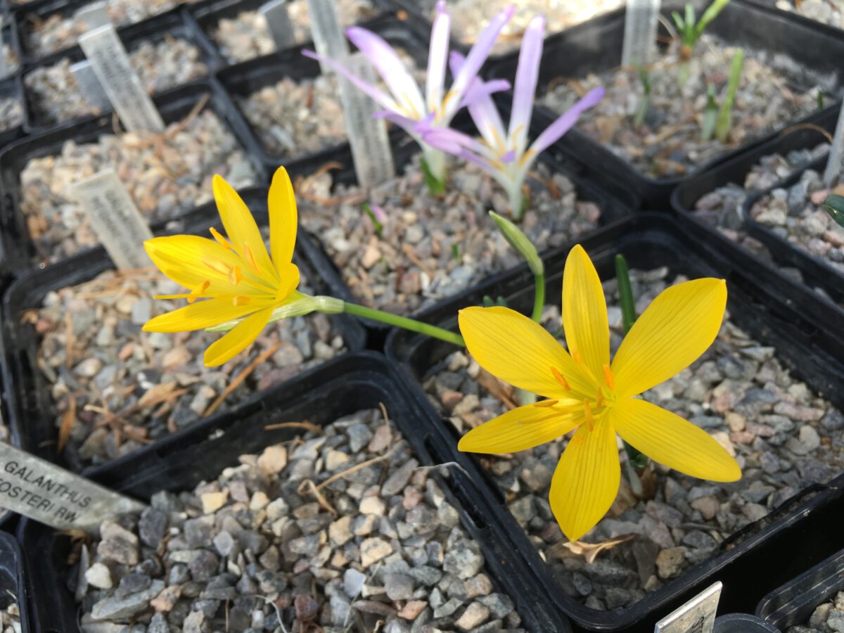 Sternbergia clusiana PW7236