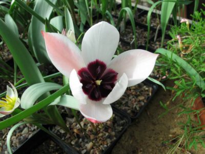 Tulipa aitschisonii var clusianoides