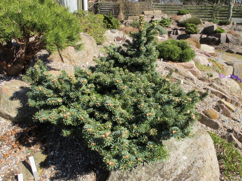 Abies magnifica v shastensis