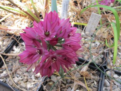 Allium acuminatum NNS00-12 (Wallis)