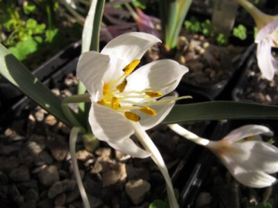 Colchicum falcifolium