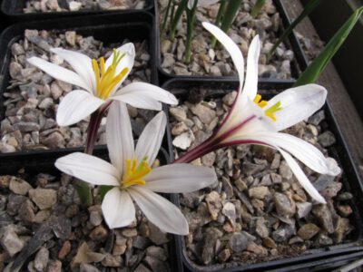 Colchicum kesselringii