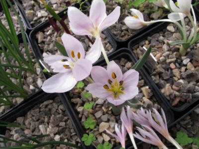 Colchicum triphyllum