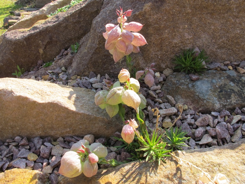 Coluteocarpus vesicaria