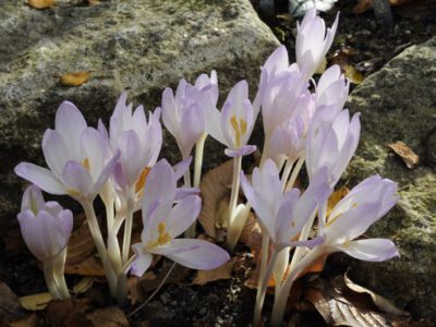 Colchicum davisii