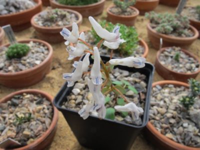 Corydalis repens f4 Jilek