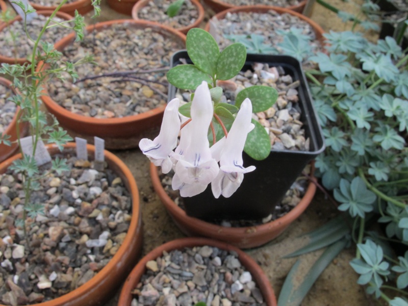 Corydalis repens f5 Jilek