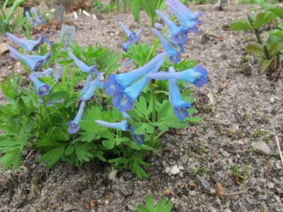 Corydalis turtschaninovii 'Amur'