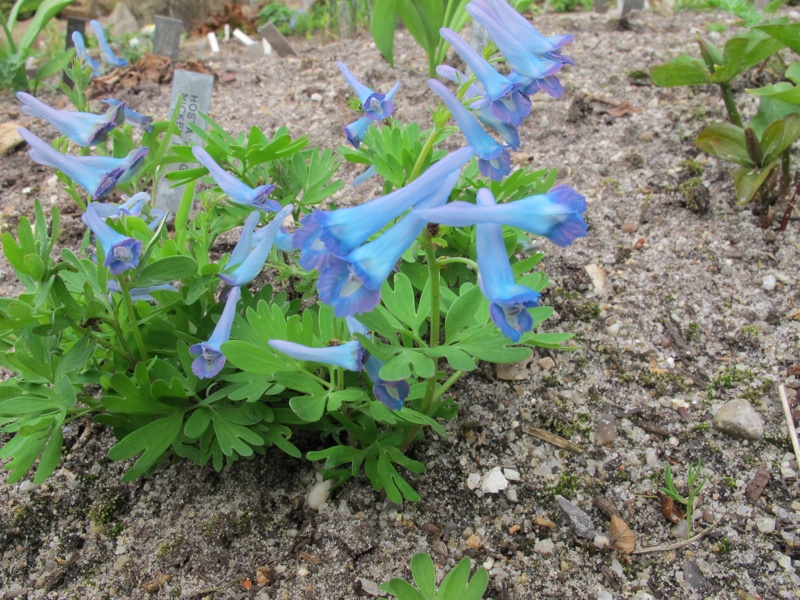 Corydalis turtschaninovii 'Amur'