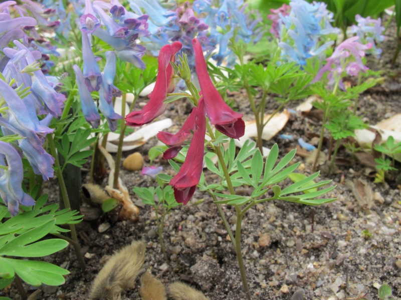 Corydalis turtschaninovii new colour