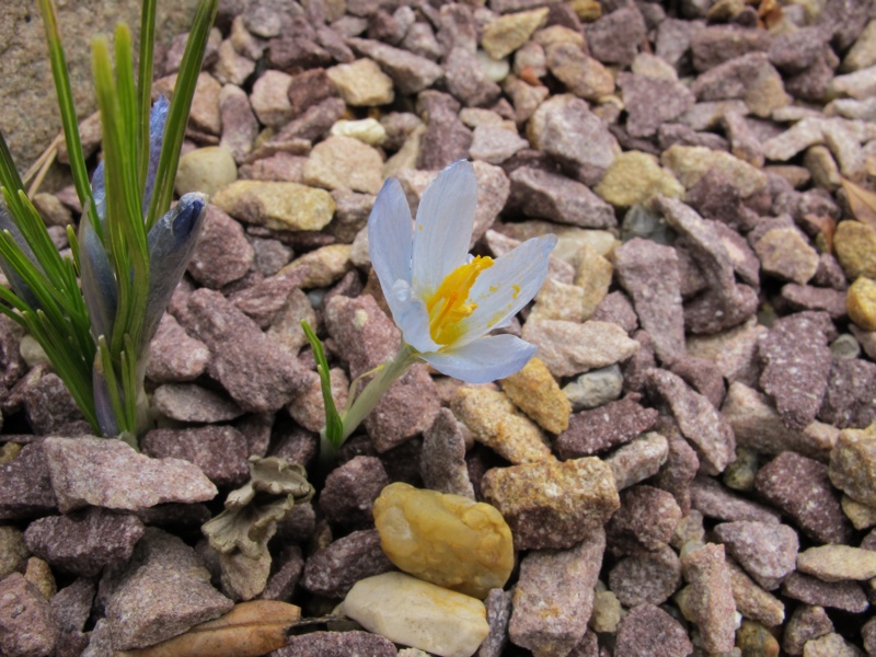 Crocus abantensis