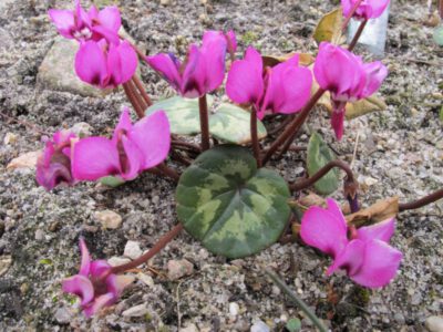 Cyclamen adzharicum