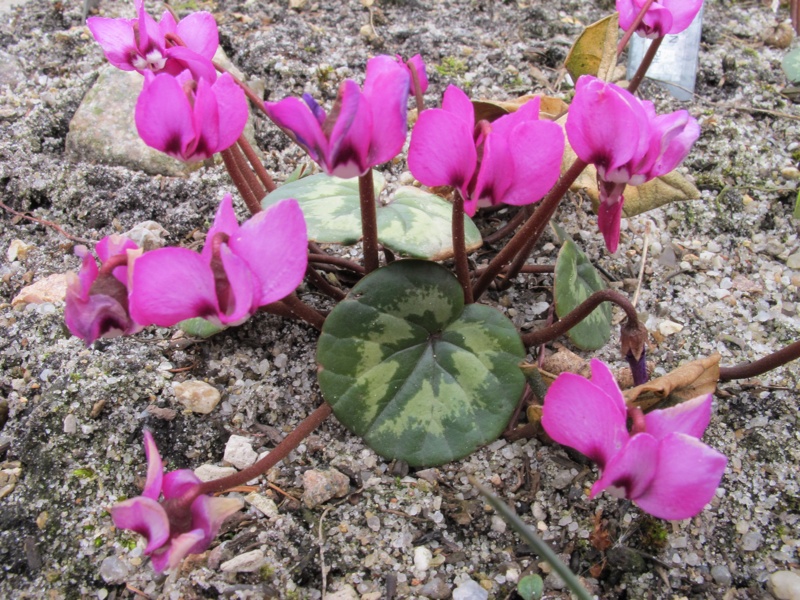 Cyclamen adzharicum