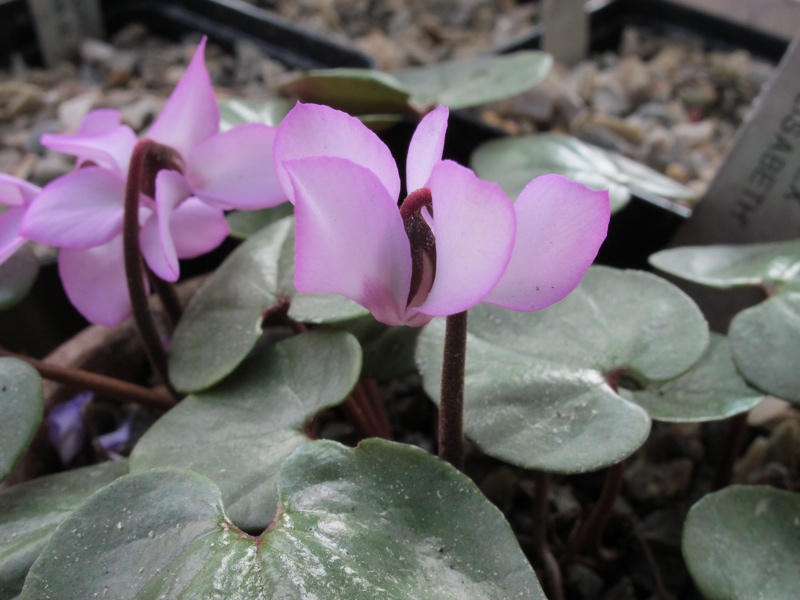 Cyclamen coum ex 'Tilebarn Elizabeth'