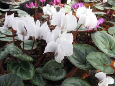 Cyclamen coum albissimum 'Lake Effect'