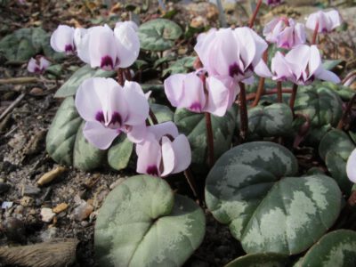 Cyclamen coum