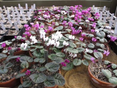 Cyclamen coum oversigt