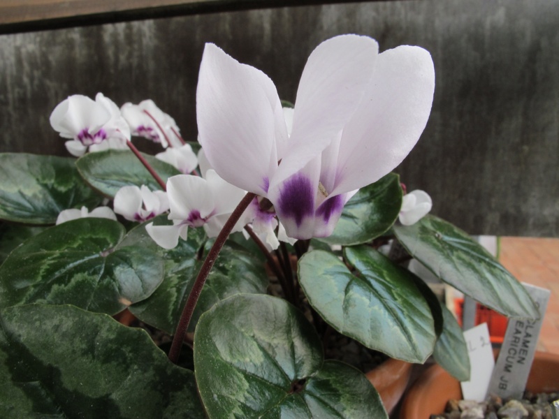 Cyclamen pseudibericum f roseum