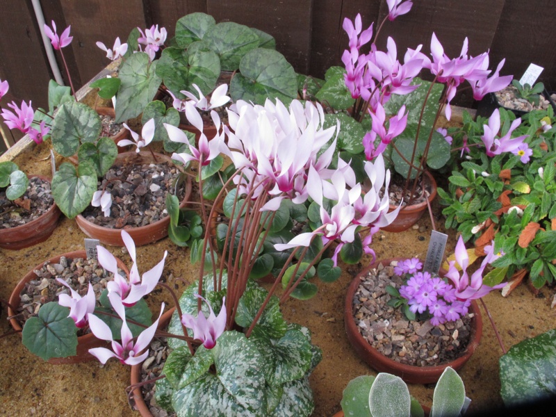 Cyclamen rhodium ssp peloponesiacum CSE 92060