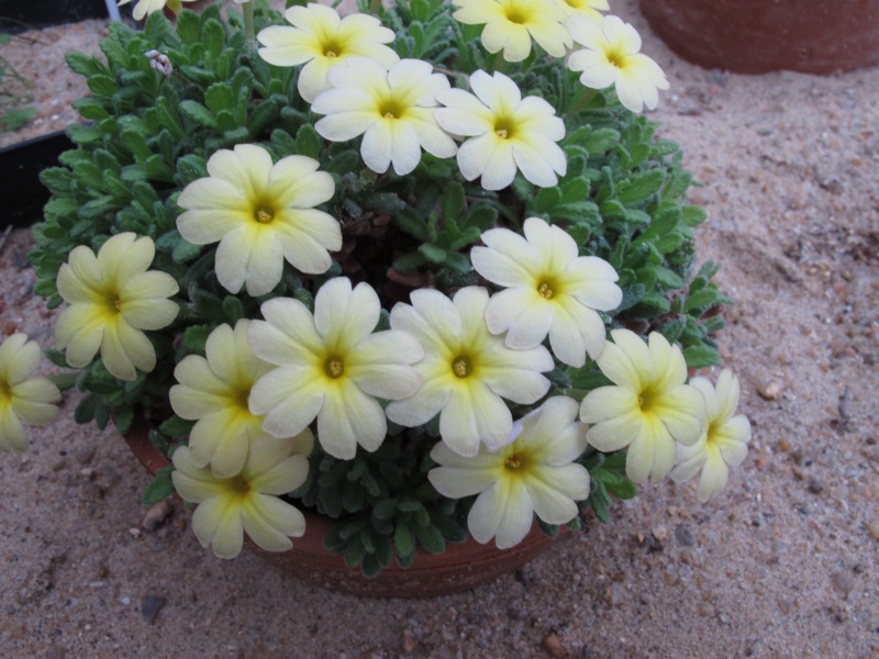 Dionysia 'Charlson Moonglow'