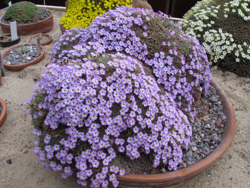 Dionysia curviflora