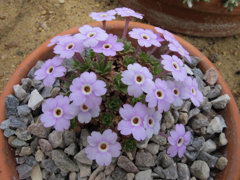 Dionysia hybrid