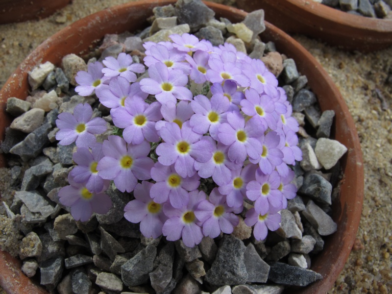 Dionysia 'Lycaena'