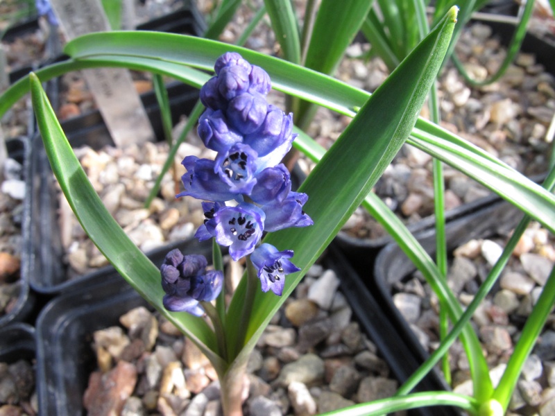 Hyacinthella lazulina