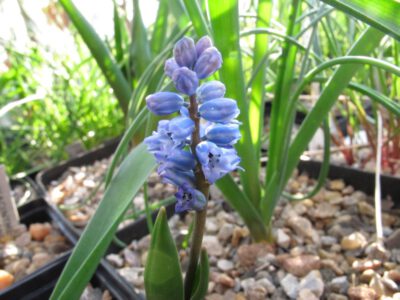 Hyacinthella millengrenii