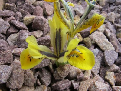 Iris danfordiae x Cat species 'Orange Glow'